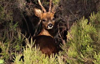 Casa da Comareira - Foto 29