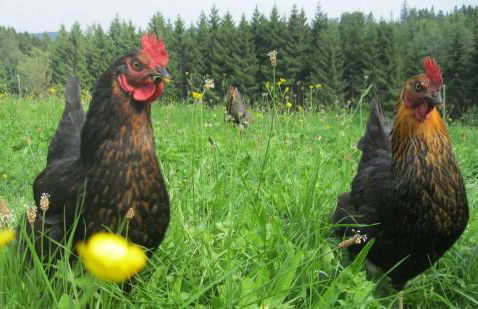 Sigmundenhof Schonach - Foto 16