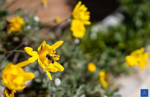 Casa Carob - Foto 48