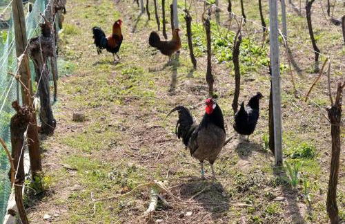 gîte l'œuf ou la poule, parking privé, sur domaine viticole - Foto 16