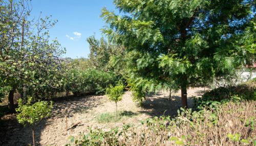 Vossos Cottage House - Visit all Zakynthos from one place - Foto 5, Garden, Garden view