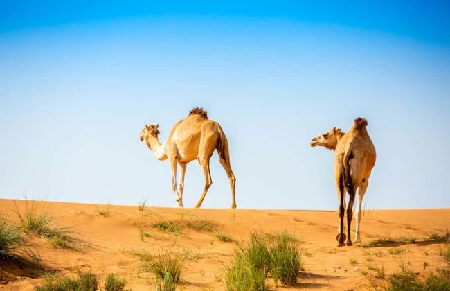 Ras al Khaimah Desert Camel Ride - Foto 2