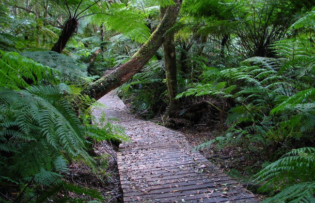 Forest Edge - Foto 58