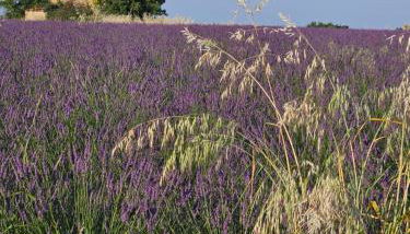 La Maison de Marie - Foto 3