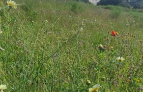 Nova Quinta Moderna TORRAMO em Oliveiras, Campo de Laranjas, na Nacional 2, Alentejo 13750 m2 - Foto 73