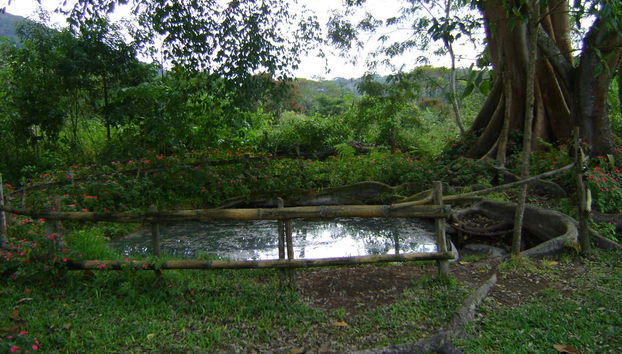 Conhecendo a flora da zona