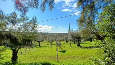Quinta do Minhoto, Charming country House close to Golegã - Foto 5, Garden view