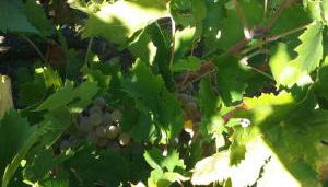 La Dueña I - Photo 5