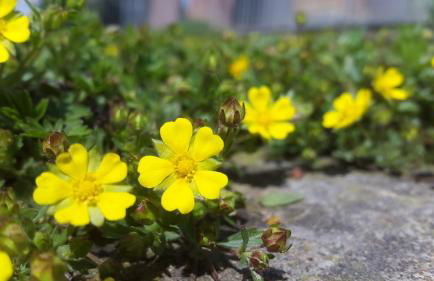 Residence La Quiete - Foto 40