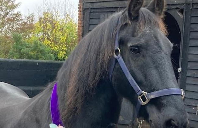 Flower Farm Glamping Retreat in Suffolk - Foto 6