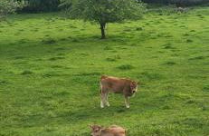 Ca Na Daniela - Foto 32