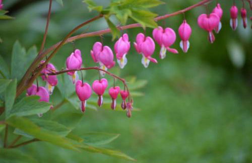 Carraig Mor Cottage - Beautiful House, Amazing Garden, Downtown Baileys Harbor - Foto 13