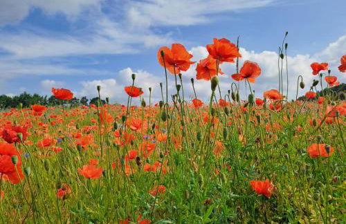 Ferienwohnung Riemer - Foto 12