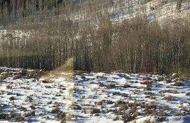 Red-tail Roundhouse at 22 West Cabins and Recreation - Foto 56