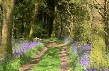 Cute cob cottage - Photo 4