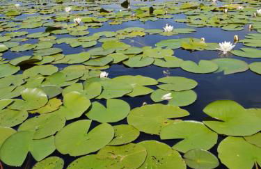 Ferienwohnung Peetsch am See - Foto 16