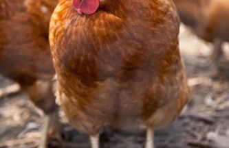 Lower Buckton Country House - Sleeps 12 - Foto 55