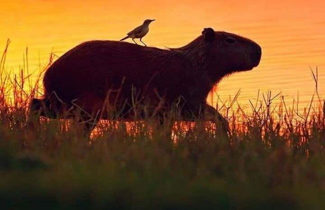 Excursión de 3 días por el Parque Nacional Madidi - Foto 4