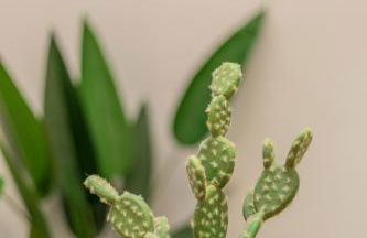 Templo cota 2330m - Foto 20