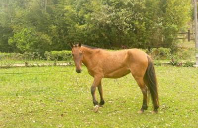 Hotel Fazenda Bonanza - Foto 41