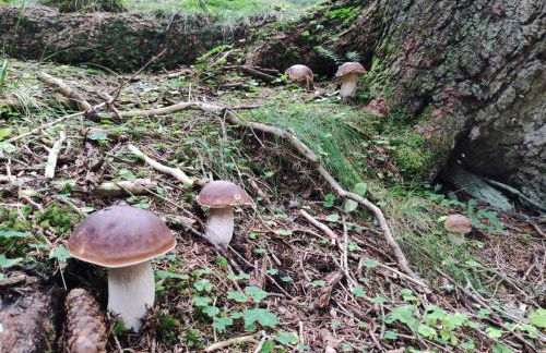 Agritur Belsogno B&B - Foto 102