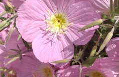 Roussa's House - Foto 36