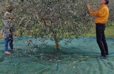 Vila Dubravka - schön und komfortabel inmitten von Olivenbäumen und Weinbergen mit Whirlpool - Foto 13