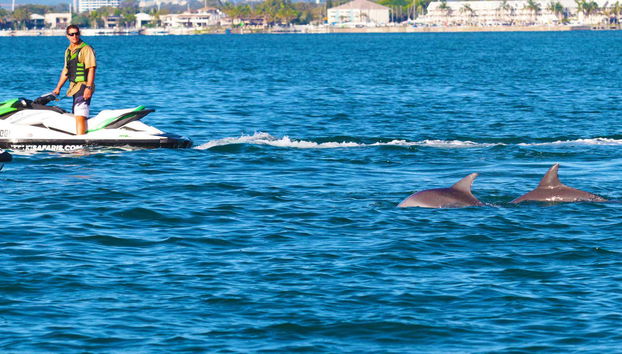 Dolphins swimming next to the jet skis