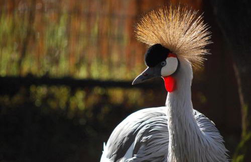 Royal Nesu Retreat House - Foto 2