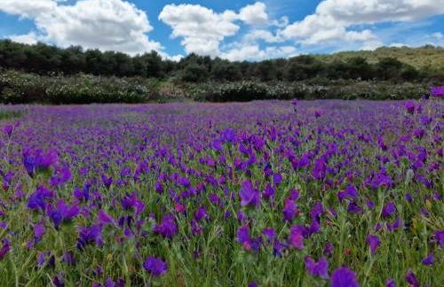 Casa as Origens - Foto 28