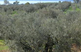 Il Casale degli Ulivi - Foto 43