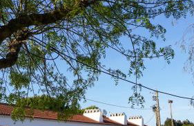 Nature Forest - Herdade de Martingil - Foto 68