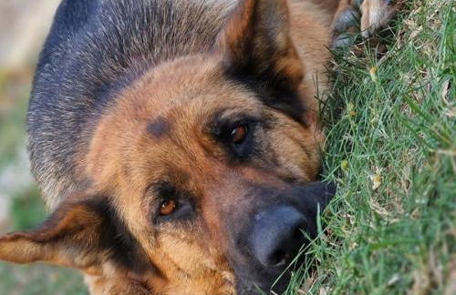 El Racó dels Mussols 1 - Foto 25