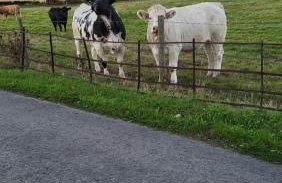 Gardeners Cottage Apartment - Foto 20