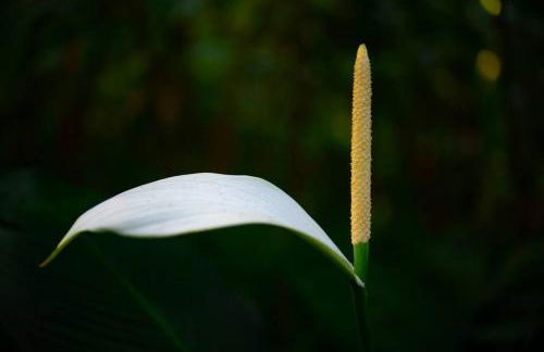 PonoMana Oasis's - Koi Cottage - Foto 35