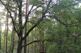 Moderne Wohnung im skandinavischen Stil am Waldrand - Foto 32