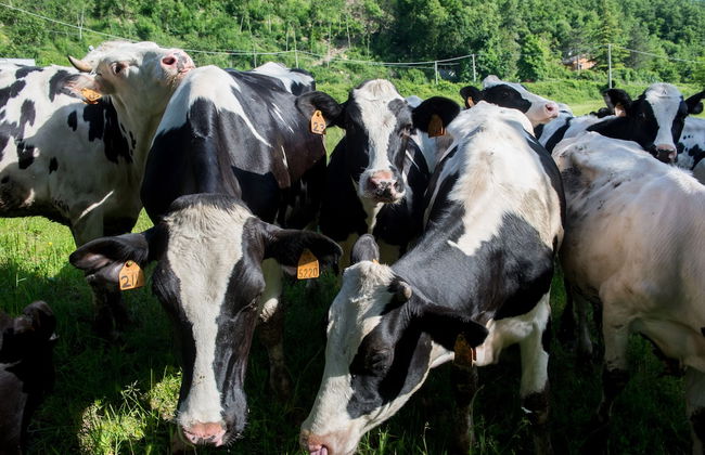 La Cartiera dei Benandanti - Foto 61