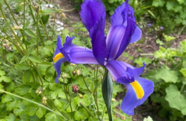 Altes Pastorenhus - Land und Meer - Foto 41