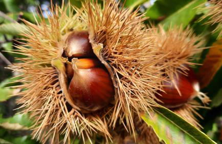 Apimonte O Cantinho da Maria - PN Montesinho - Foto 58