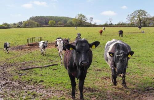 Towy Cottage - Uk49589 - Foto 15
