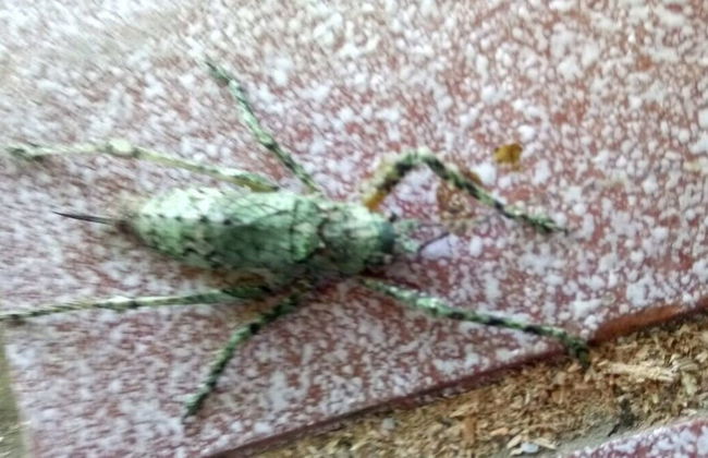 Tiny House Garden - Praia Grande - SC - Foto 40