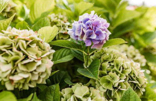 Landhaus Marie - Foto 52