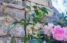 Trullo Amalia con piscina privata - Foto 9