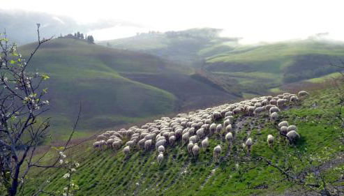 Agriturismo Fattoria Lischeto - Foto 5