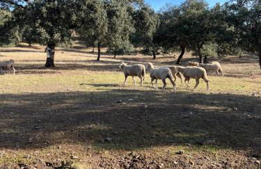 Casa Rural Nacimiento del Hueznar - Tomillo 17 - Foto 55