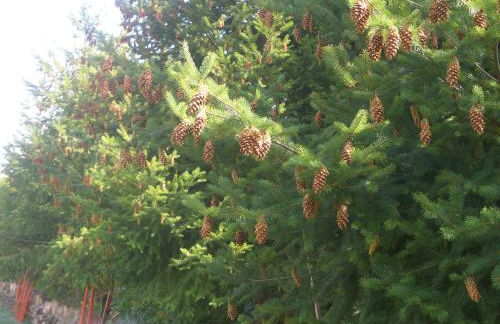 Quintinha dos Cedros - Foto 73