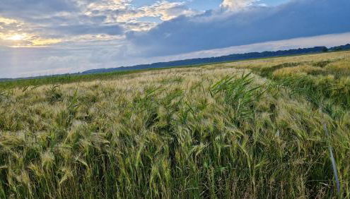 Ferienwohnung Balzereit - Foto 4