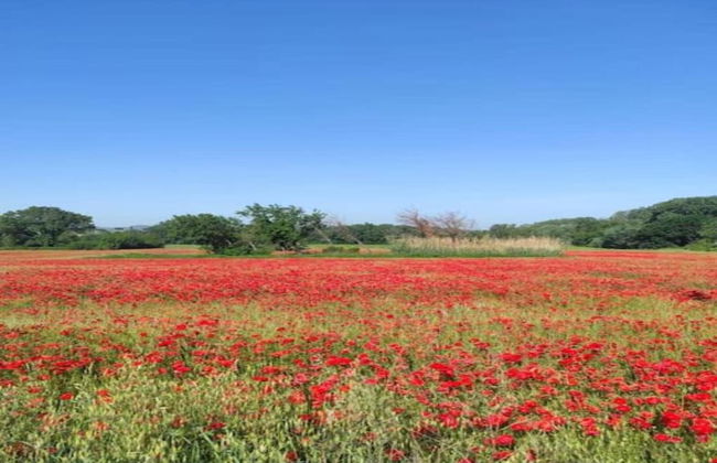 Holiday Home in Orange With Private Pool - Foto 38