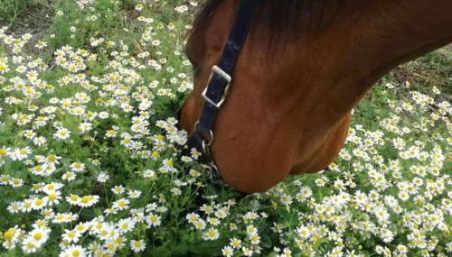 Agriturismo Andreis Alloggi - Foto 3