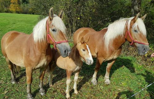 Gospodarstwo Agroturystyczne Wincentówka - Foto 26